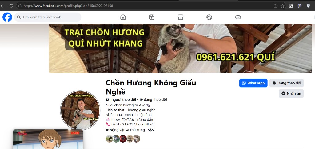 Chồn Hương Không Giấu Nghề